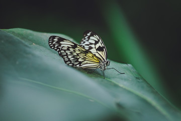 Fototapeta na wymiar A beautiful butterfly sits on a flower