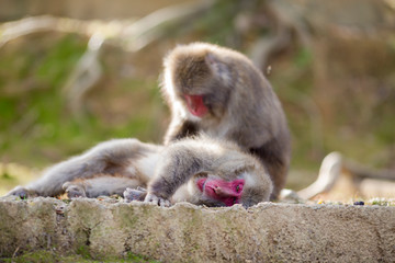 Japan Traveling Concepts. Natural Portrait of Relaxing Japanese Macaques at Arashiyama Monkey Park Iwatayama in Kyoto, Japan.