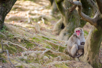 Obraz premium Asian Traveling Concepts. Natural Animalistic Portrait of Family of Japanese Macaque at Arashiyama Monkey Park Iwatayama in Kyoto, Japan.