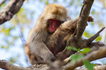 Japan Unique Concepts. Animalistic Portrait of Sleeping Japanese Macaque On Tree at Arashiyama Monkey Park Iwatayama in Kyoto, Japan.