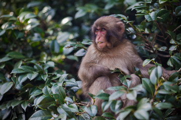 Japanese Traveling. Portrait of Eating Baby Japanese Macaque On Tree at Arashiyama Monkey Park Iwatayama in Kyoto, Japan.