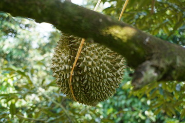 Durian tree in the garden.