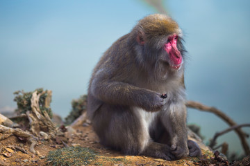 Portrait of Eating Japanese Macaque On Tree at Arashiyama Monkey Park Iwatayama in Kyoto, Japan
