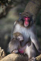 Portrait of Eating Japanese Macaque On Tree at Arashiyama Monkey Park Iwatayama in Kyoto, Japan.