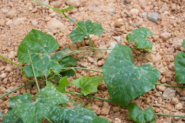 Gourd leaf with soil in the garden