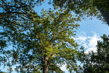 Obraz premium Kauri tree at Waiau Kauri Grove in Coromandel Peninsula New Zealand
