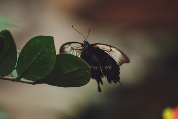 A beautiful butterfly sits on a flower