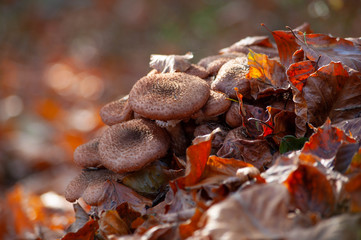Group of the honey agaric mushrooms in the forest brown foliage
