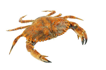live crab isolated on white background