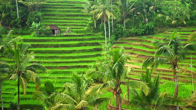 Rice paddies landscape with green terraces in Bali, Indonesia.