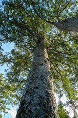 Kauri tree at Waiau Kauri Grove in Coromandel Peninsula New Zealand