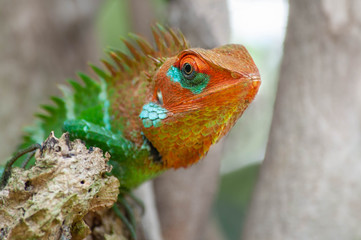Common green forest Calotes lizard male in Sri Lanka close up