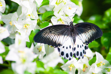 Black butterfly Papilio polymnestor on white bougainvillea flower