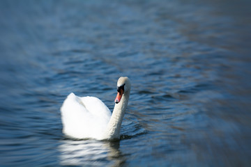 swan on the lake