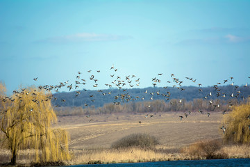 landscape with river and blue sky