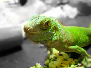 acercamiento editado iguana comiendo calabaza