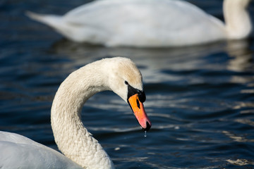 swan on the lake