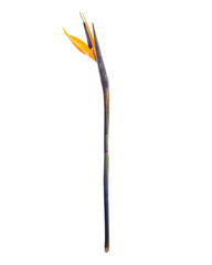 Bird of paradise flower isolated on white background