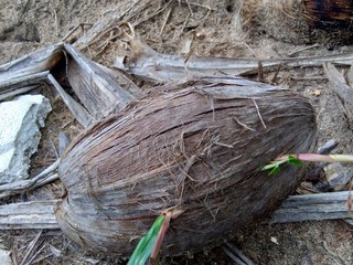 Rotten coconut with natural background