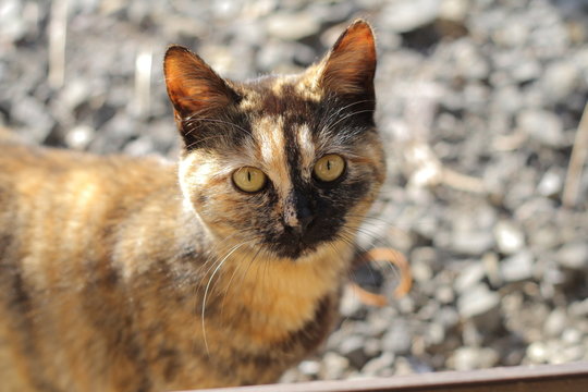 サビ猫 Images Browse 244 Stock Photos Vectors And Video Adobe Stock