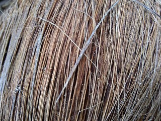 Rotten coconut with natural background