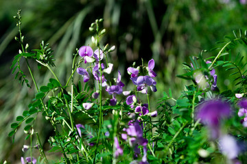 Purple Flowers