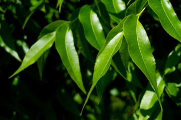 Leaf