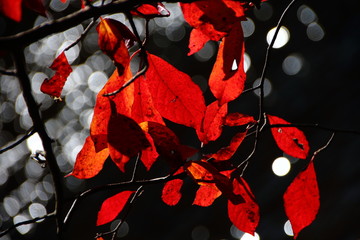 Red leaves in the fall