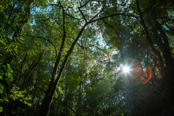 Sun in forest in New Zealand