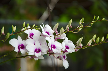 Beautiful flowers of dendrobium orchid in light