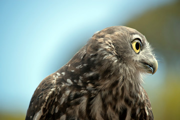 this is a close up of a  barking owl