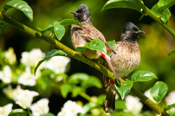 Red-vented bulbul pair perched on a branch