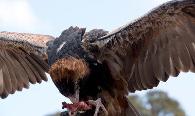 this is a black breated buzzard feeding