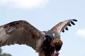 this is a black breated buzzard feeding