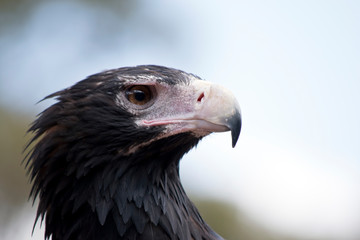 this is a side view of a wedge tail eagle