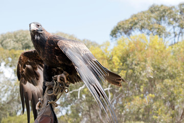 the wedge tail eagle is using his wings to balance