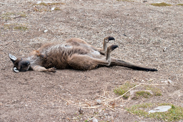 the kangaroo island-kangaroo is resting on his back