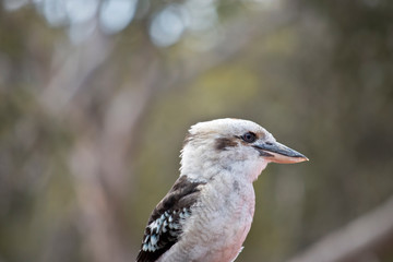 this is a side view of a laughing kookaburra