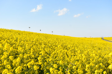 Obraz premium yellow field of oilseed rape