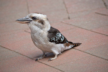 the laughing kookaburra is on the pavement