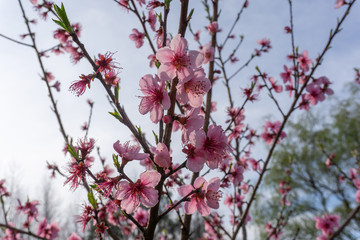 Peach Blossom 