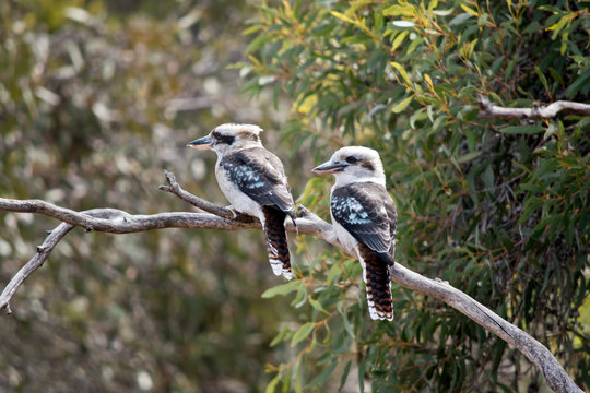 the two laughing kookaburras are resting on a tree branch