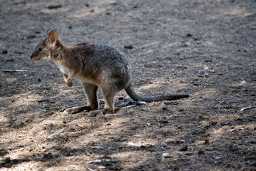 this is a side view of a red-necked pademelon