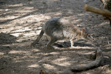 this is a side view of a red-necked pademelon