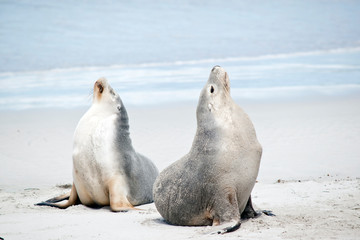Naklejka premium the two sea lions are stretching after a swim