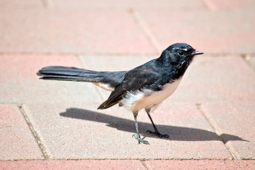 the willy wagtail is a small black and white bird