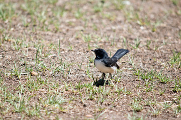 the willy wagtail is looking for small insects to eat
