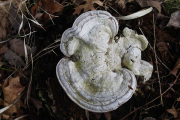 Large artist's conk mushroom at Miami Woods in Morton Grove, Illinois