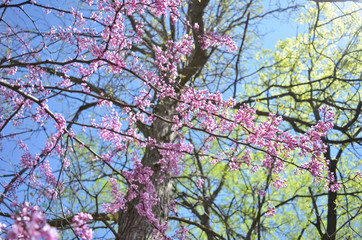 Spring Trees Against a Blue Sky