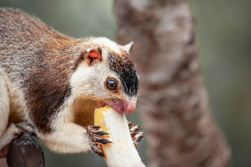 Grizzled giant squirrel Ratufa macroura eating banana on a tree